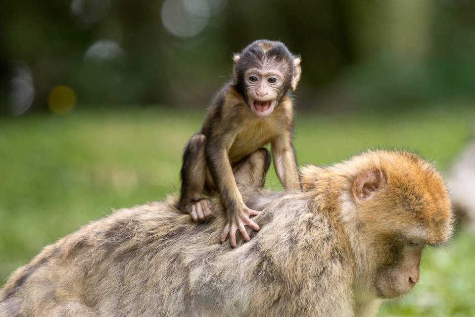 Montage des Singes Kaysersberg